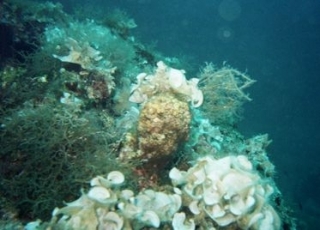 Corsi diving